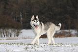 SIBERIAN HUSKY 461